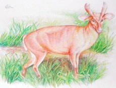 Hohan (animale thailandese)