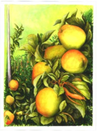 Apples